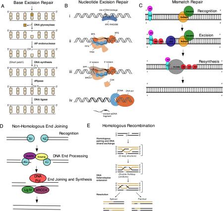 Box 1 – DNA repair mechanisms