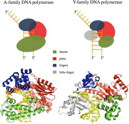 Box 2 – DNA polymerase structure