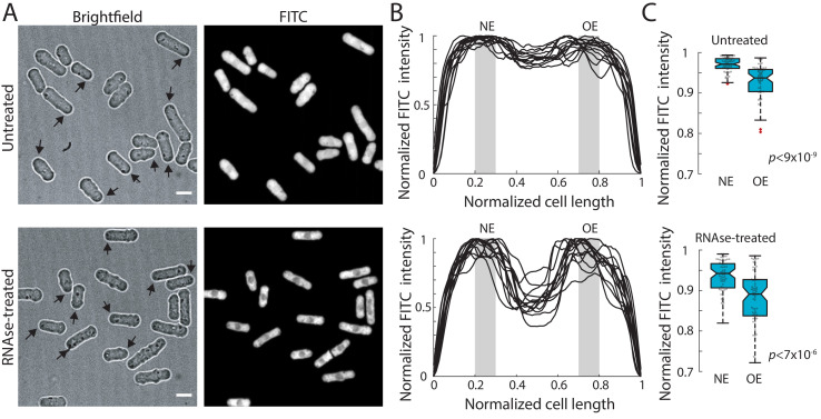 Figure 6—figure supplement 2.