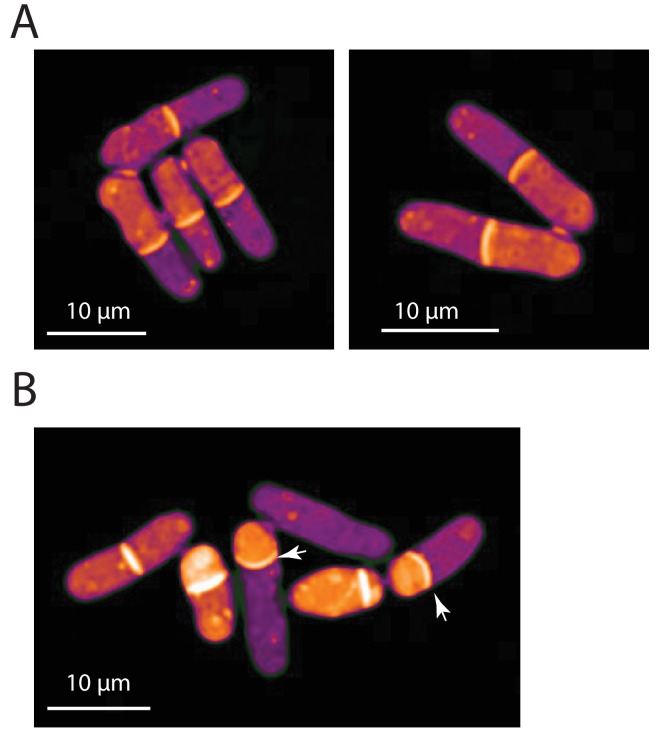 Figure 7—figure supplement 1.