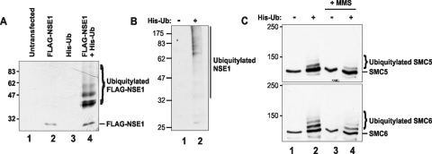 FIG. 5.