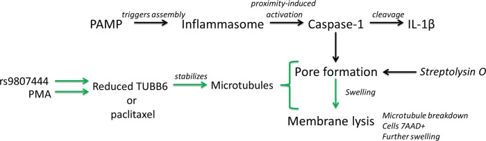 FIGURE 7: