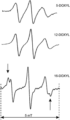 Fig. 5