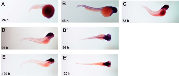 FIGURE 4.