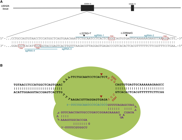 Figure 1