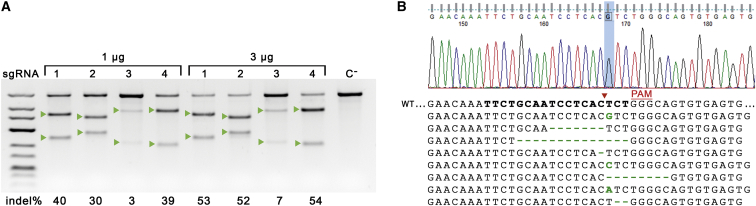 Figure 2