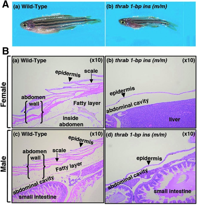 FIG. 4.