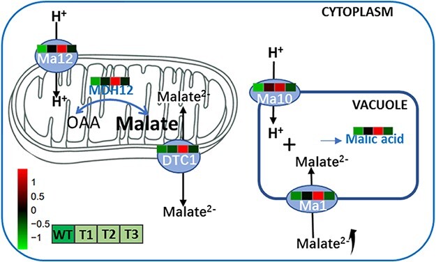 Figure 7