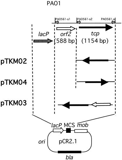 FIG. 1.