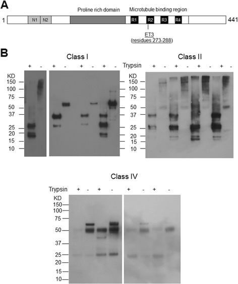 Fig. 13