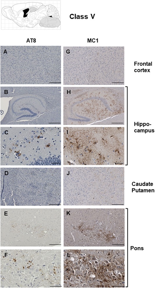 Fig. 8