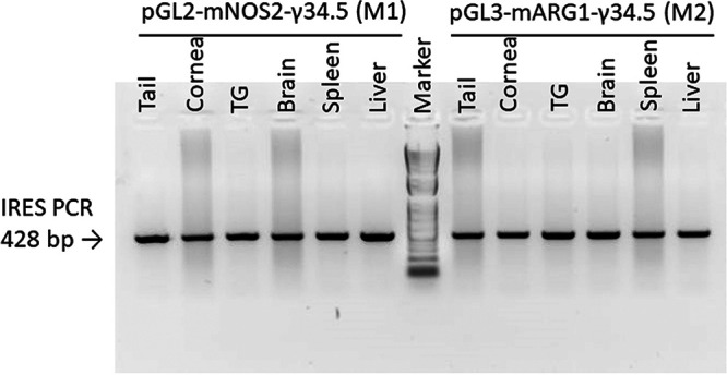 FIG 2