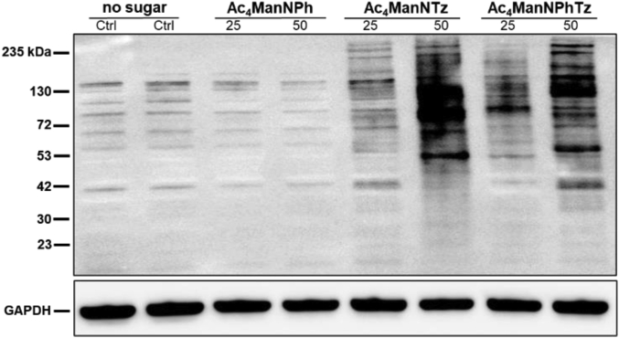 Figure 3