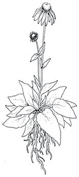 graphic file with name plants-13-01235-i001.jpg
