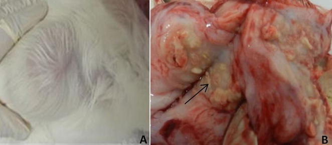 Fig. 2