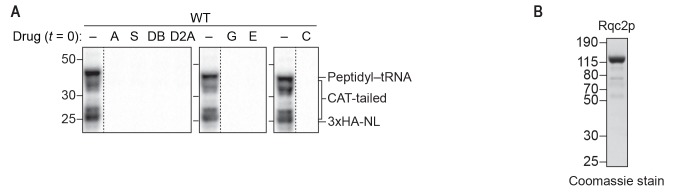 Figure 2—figure supplement 1.