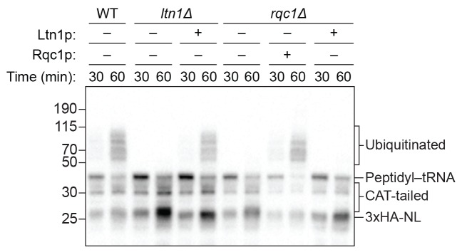 Figure 4—figure supplement 2.