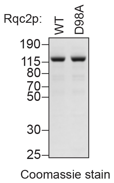 Figure 1—figure supplement 1.