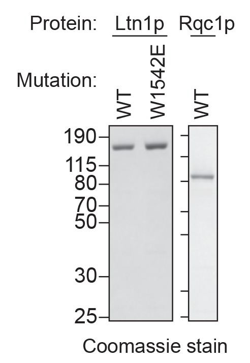 Figure 4—figure supplement 1.