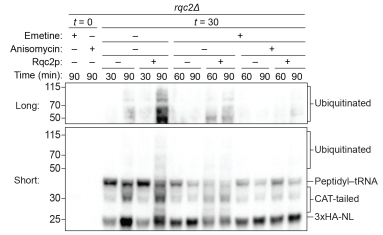 Figure 4—figure supplement 3.