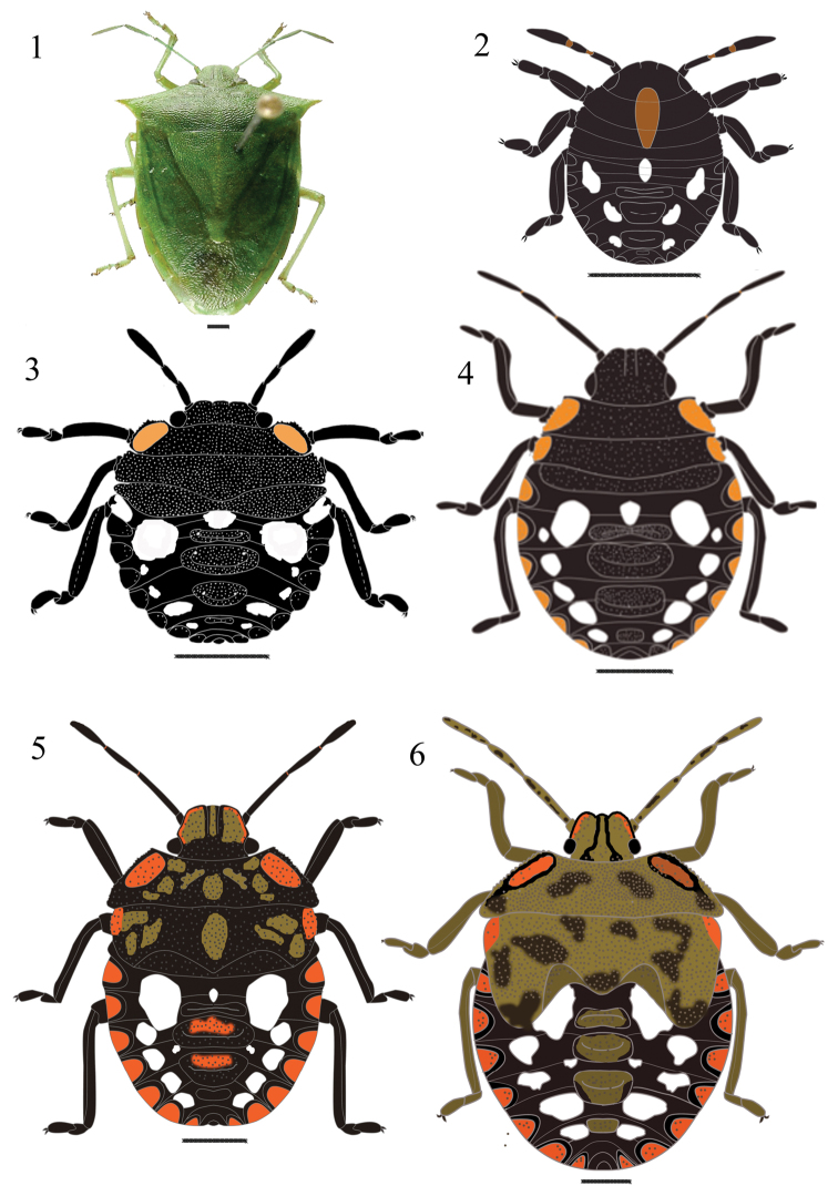 Figures 1–6.