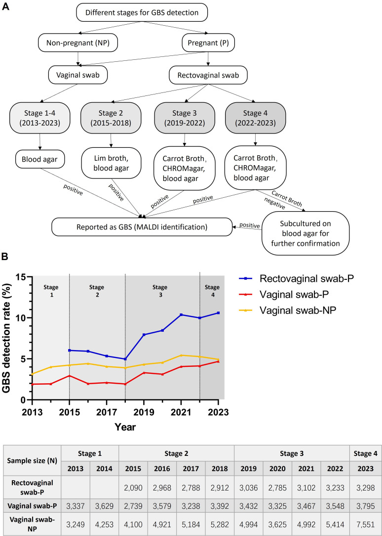 Flowchart depicts the GBS detection methods in pregnant and non-pregnant individuals. Line graph compares GBS detection rates over time by sample type, and corresponding table lists annual sample sizes for each swab type across four stages.