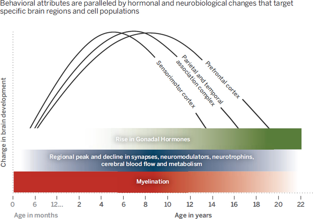 Developmental course of brain maturation during adolescence