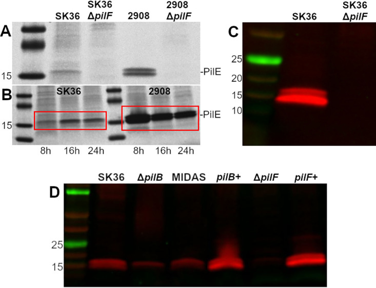 FIG 2