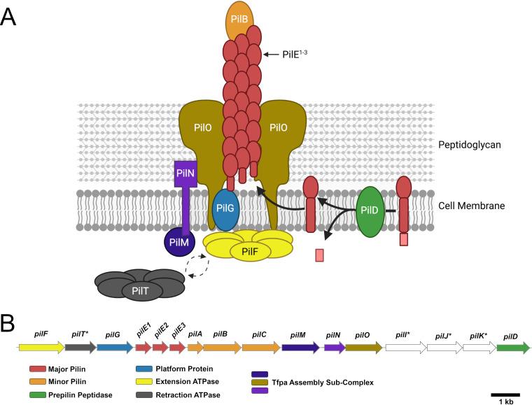 FIG 1