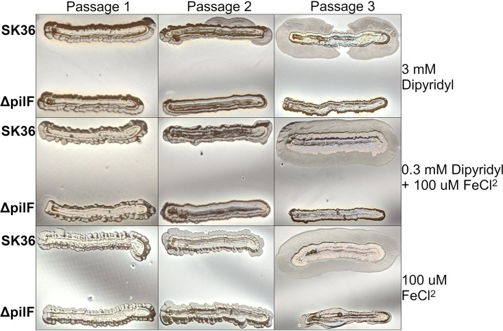 FIG 3