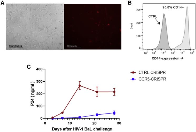 Figure 2