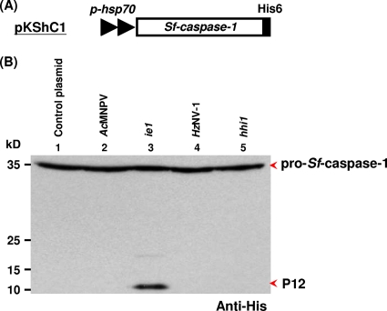 Fig. 5.