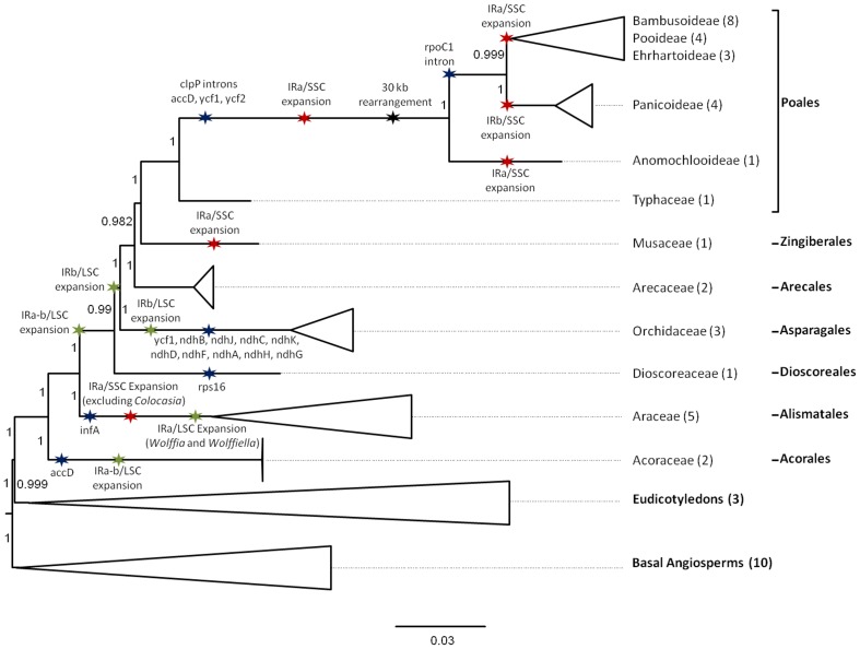 The Complete Chloroplast Genome of Banana (Musa acuminata, Zingiberales ...