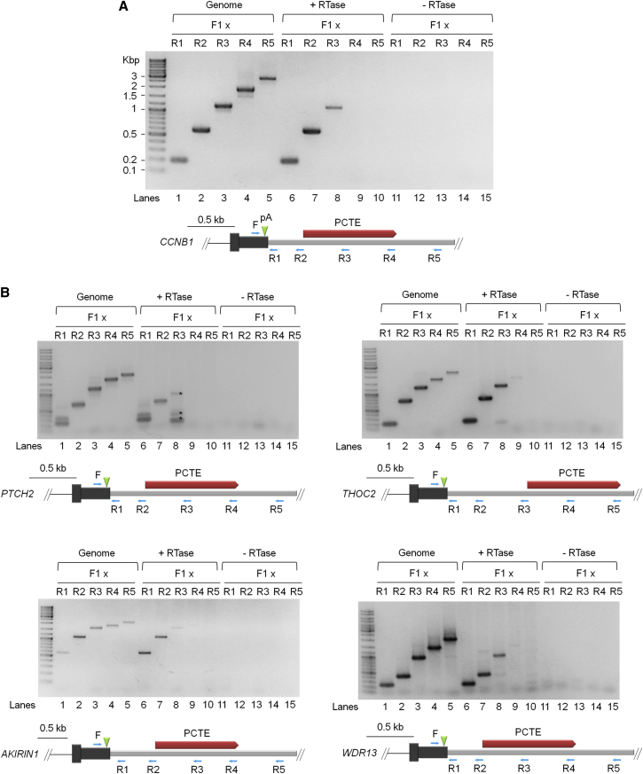 Figure 3