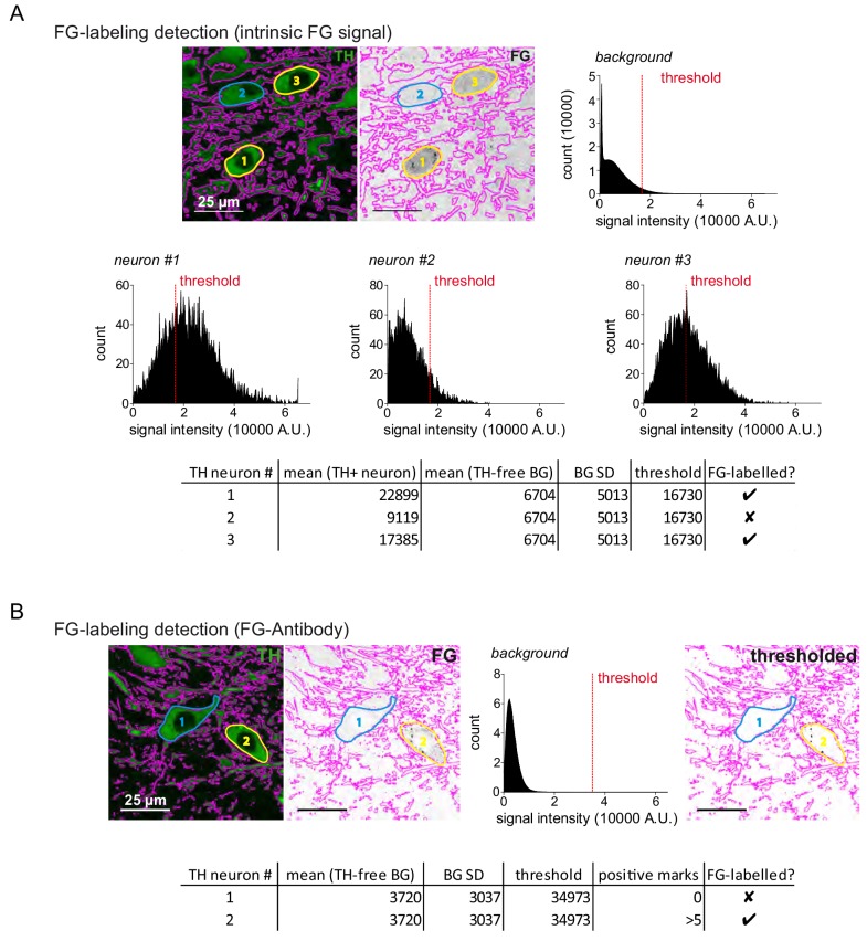 Figure 1—figure supplement 1.