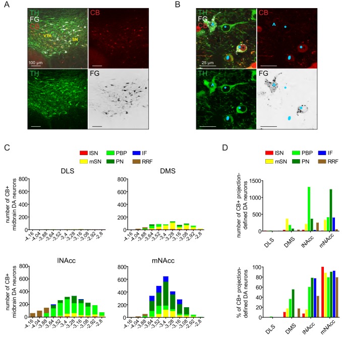 Figure 4—figure supplement 2.