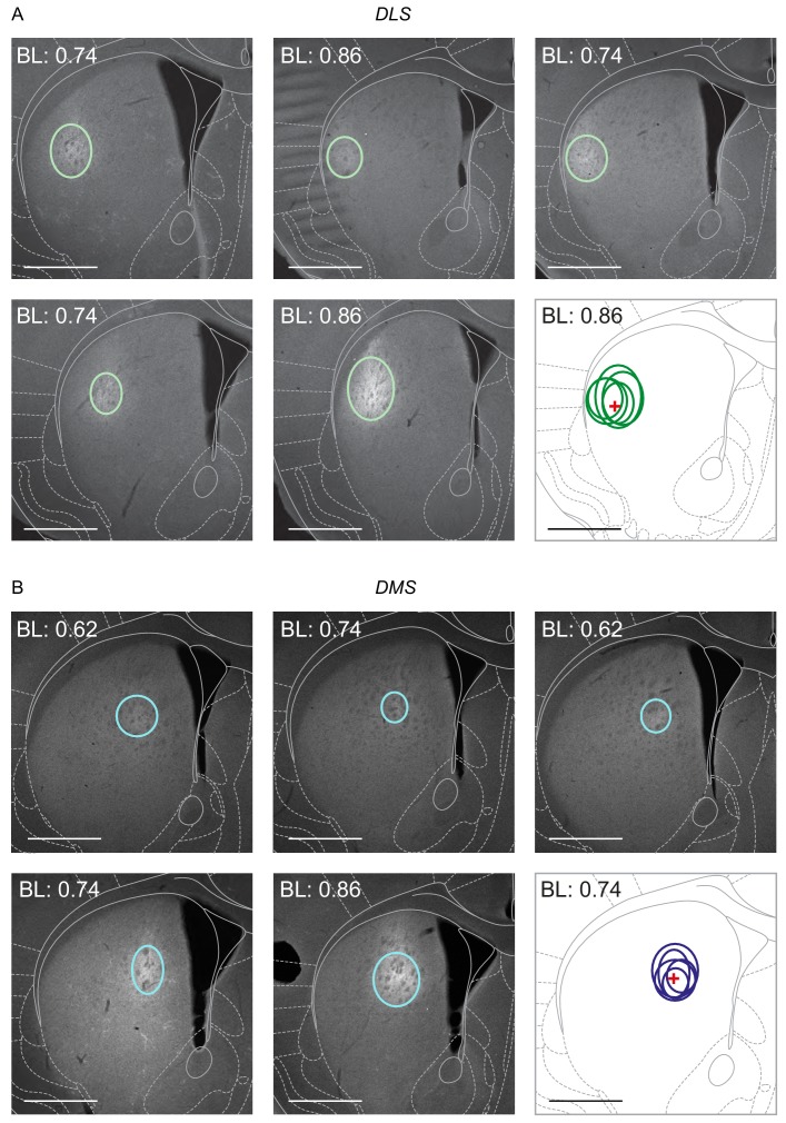 Figure 4—figure supplement 3.