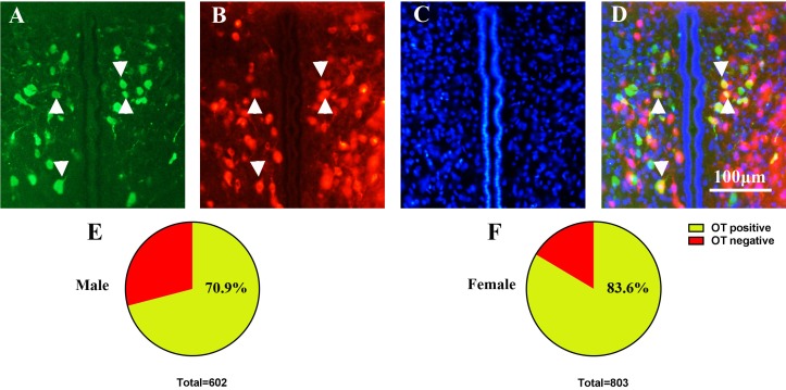 Figure 8—figure supplement 1.