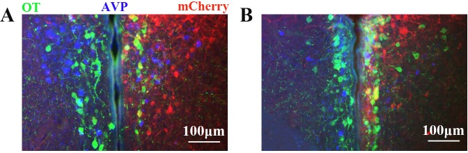 Figure 7—figure supplement 2.