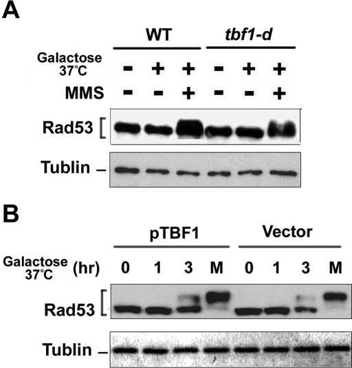 FIGURE 7: