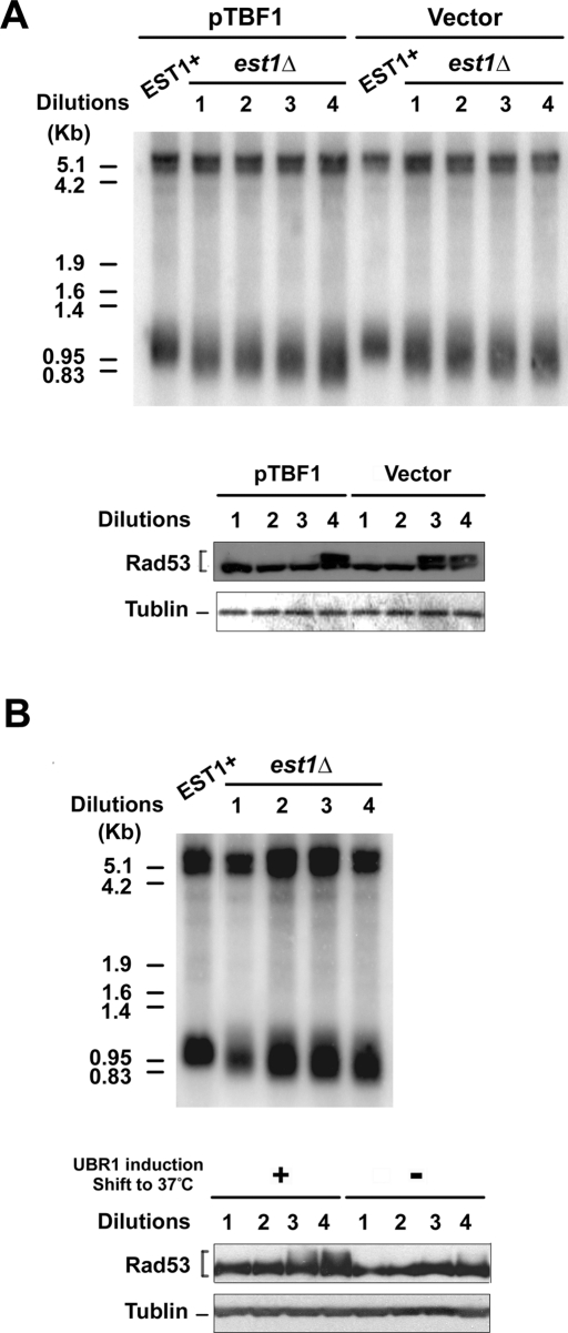 FIGURE 9: