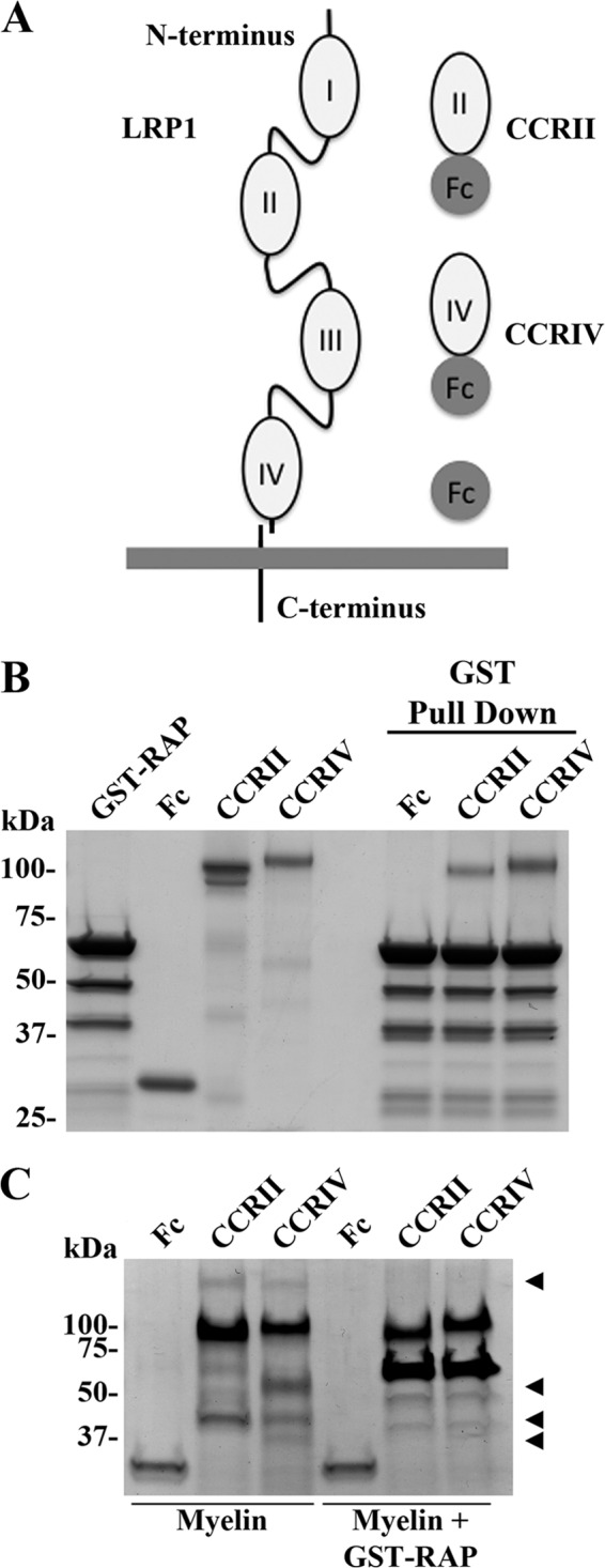 FIGURE 1.