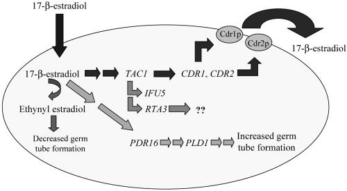 FIG. 6.