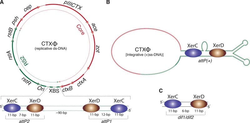 FIG 1