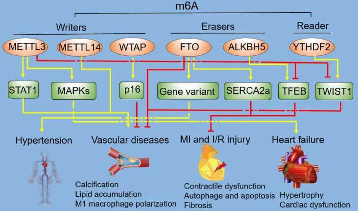 Figure 3