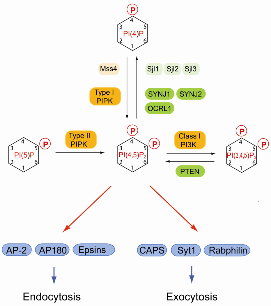 Fig. 4