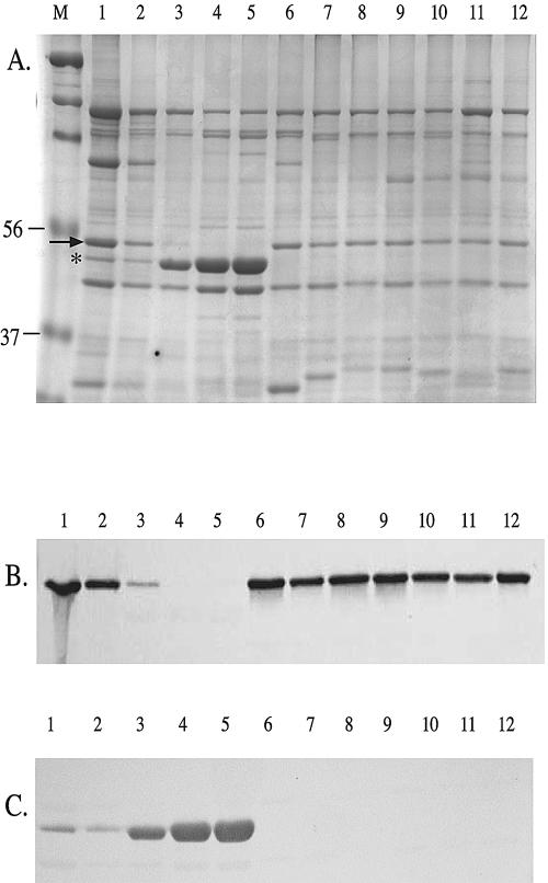 FIG. 5.