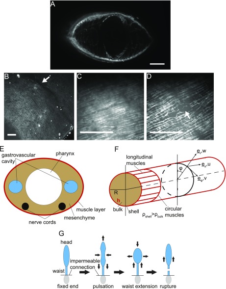 Fig. S1.