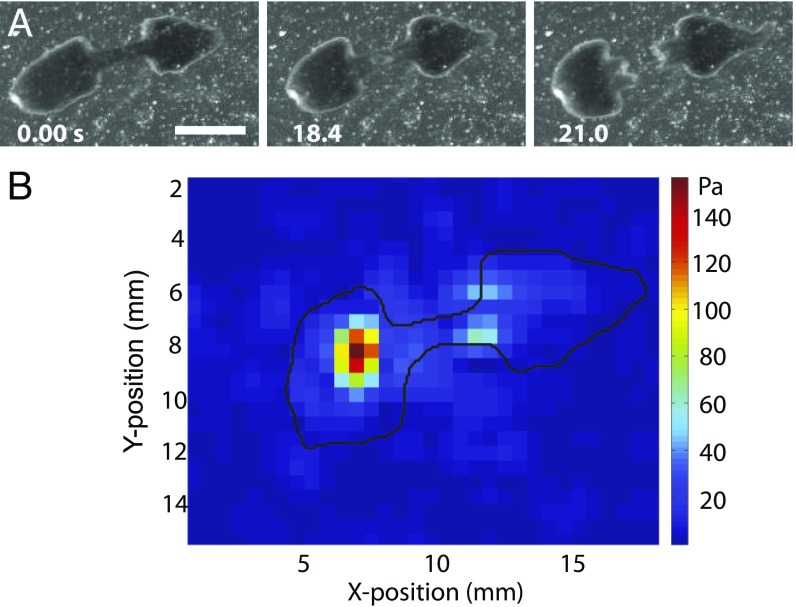 Fig. 4.