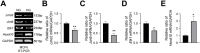 Figure 3—figure supplement 3.